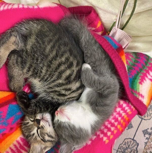 仲良く眠るふくくん、てんくん