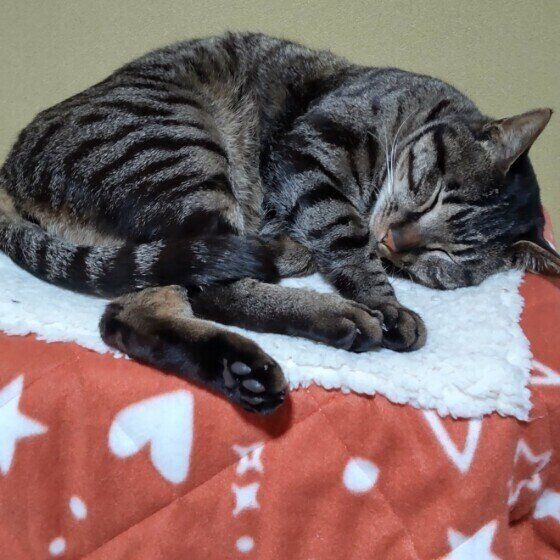 キジトラ猫のレオちゃん