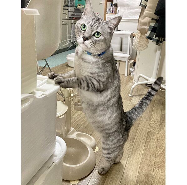 見つめるヨキくん