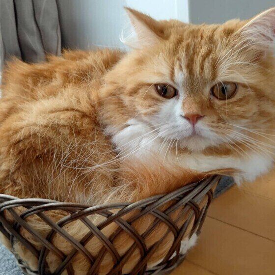 カゴに入るラガマフィン