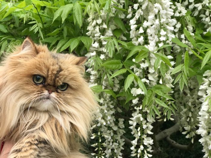 ペルシャの特徴と性格・飼い方・価格相場など|猫図鑑|ねこのきもちWEB MAGAZINE
