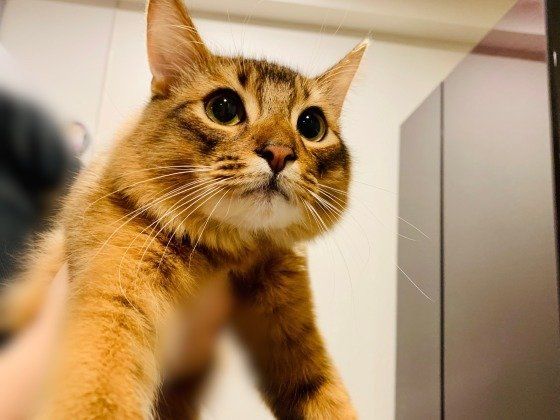 抱っこされるソマリ