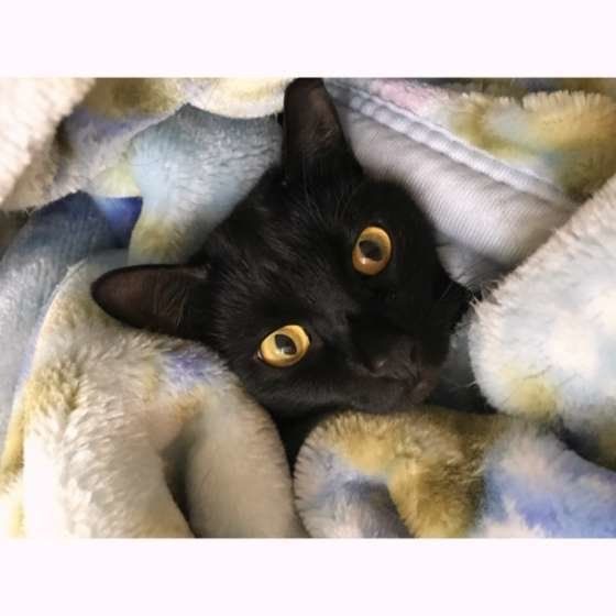 毛布にくるまれたキキちゃん