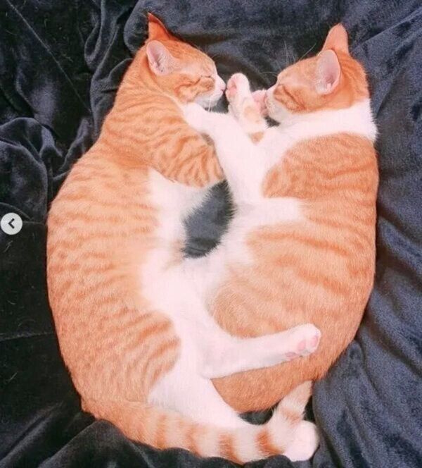 仲良しなむぎちゃん、みそちゃん