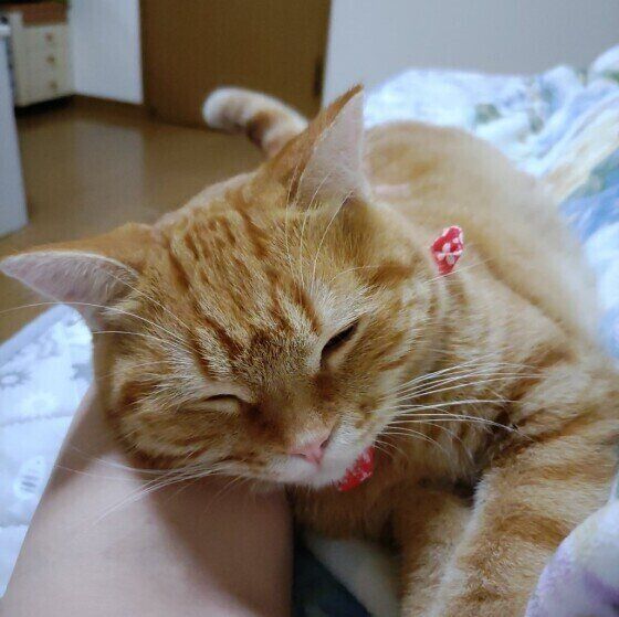 マンチカンのとまとちゃん