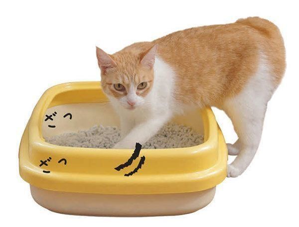 トイレ砂をかく猫