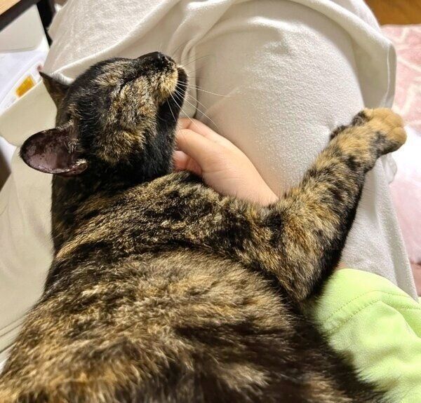 飼い主さんの膝の上に乗って幸せそうなくるみちゃん