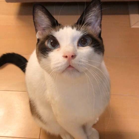 カメラ目線のかわいい猫