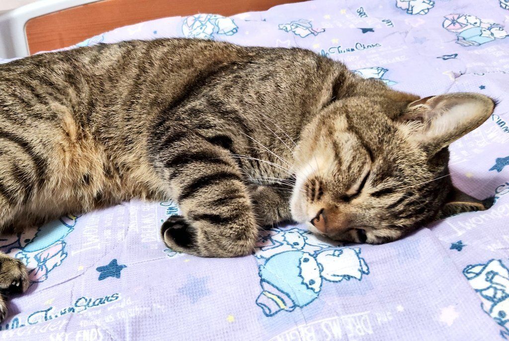 眠っている猫