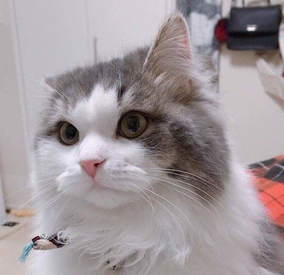 耳を澄ますスコティッシュフォールド・ロングヘア