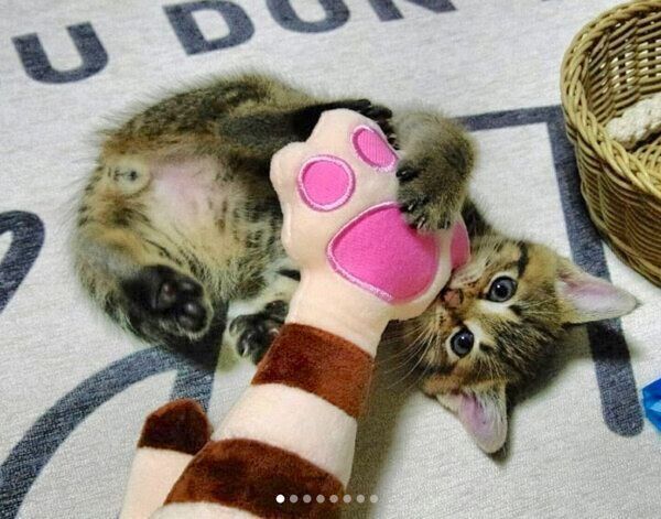 おもちゃで遊ぶもんちゃん