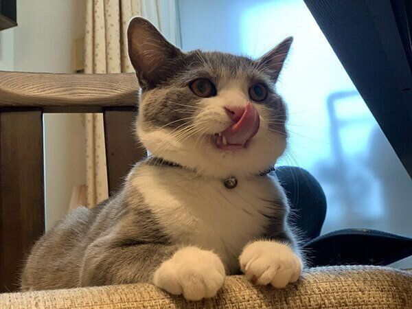 舌をペロッとするしらたまくん