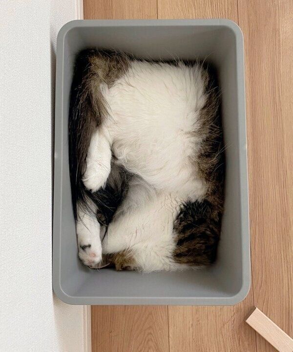 箱で眠るシィクくん