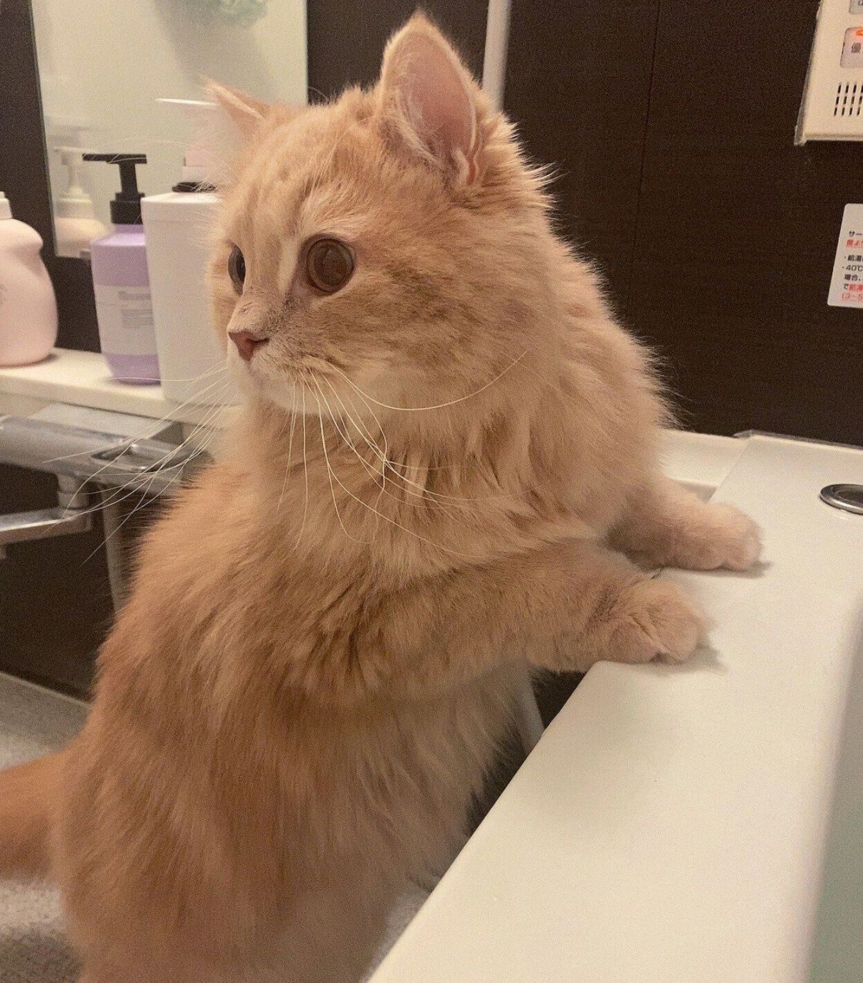 飼い主さんの様子を見にきたつきみくん