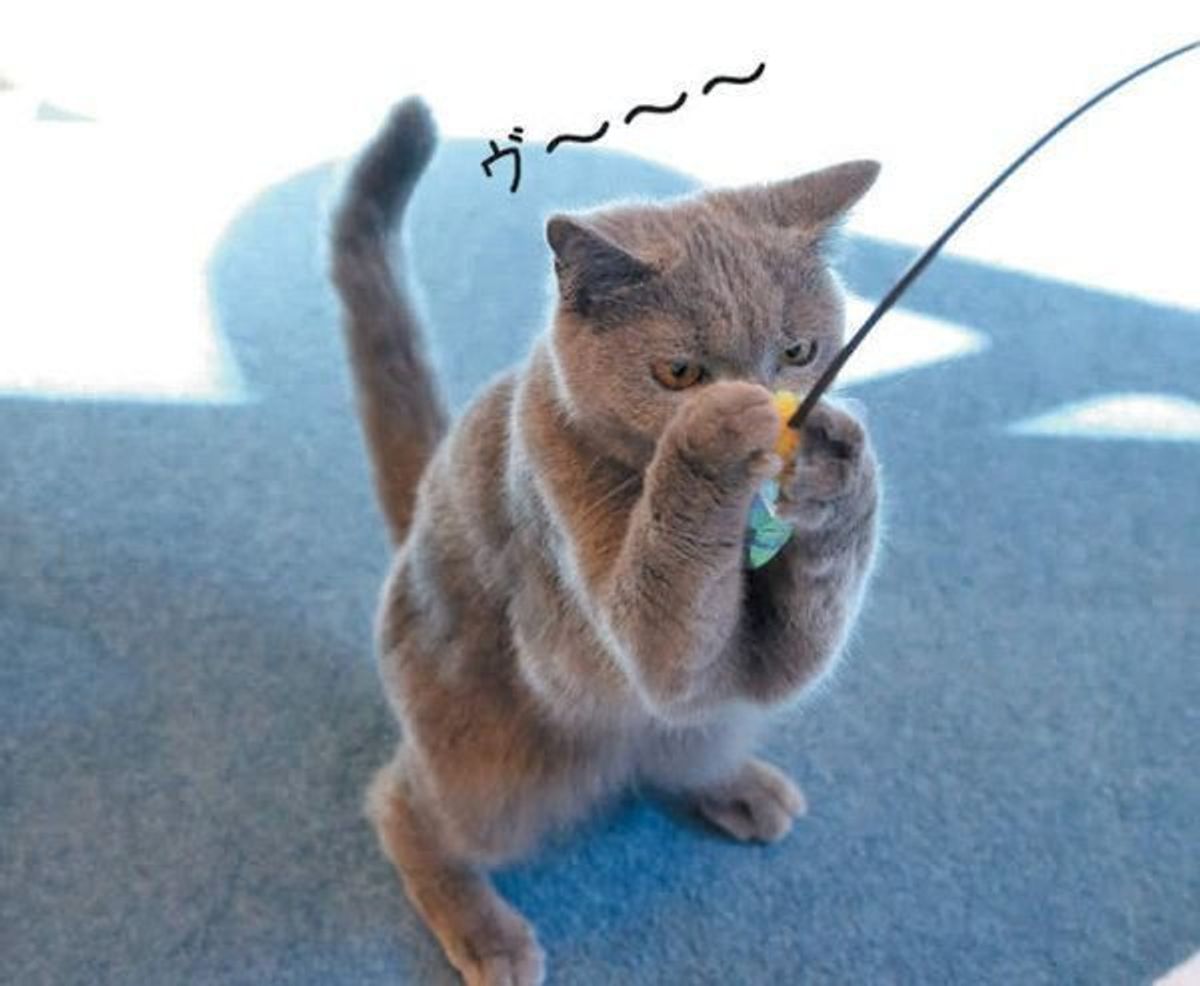 噛まれることも 猫の 興奮スイッチ が入ったときのサイン3つ ねこのきもちweb Magazine 噛まれることも 猫の 興奮スイッチ が入ったときのサイン3つ ねこのきもちweb Magazine