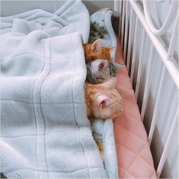 アメリカンショートヘアー