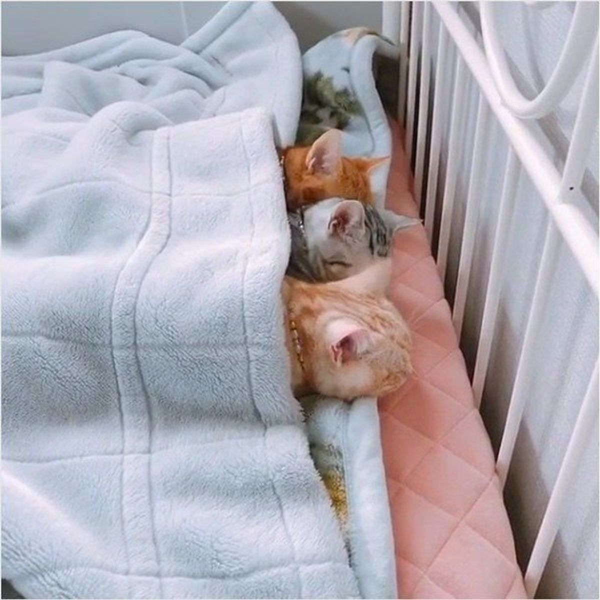 お布団にくるまるニャンズ ママが近づいたときの まさかの反応 に驚き ねこのきもちweb Magazine お布団にくるまるニャンズ ママが近づいたときの まさかの反応 に驚き ねこのきもちweb Magazine