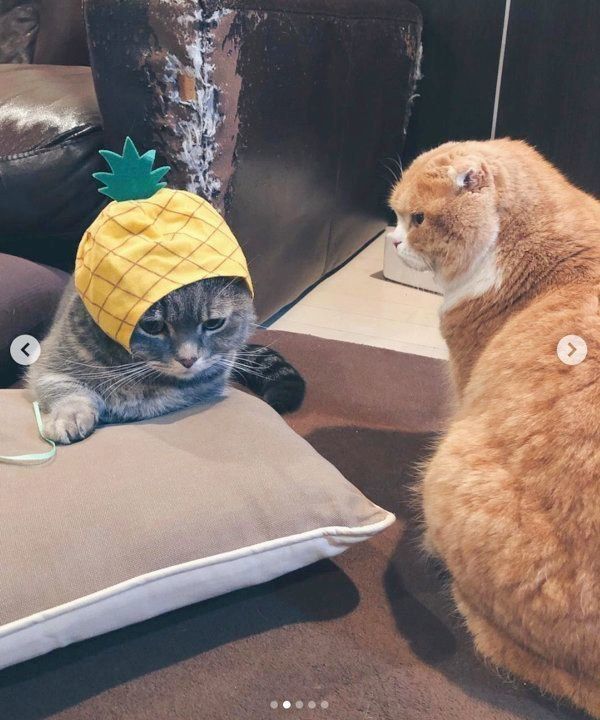 マンチカンのポポタちゃんとスコティッシュフォールドのピノコちゃん