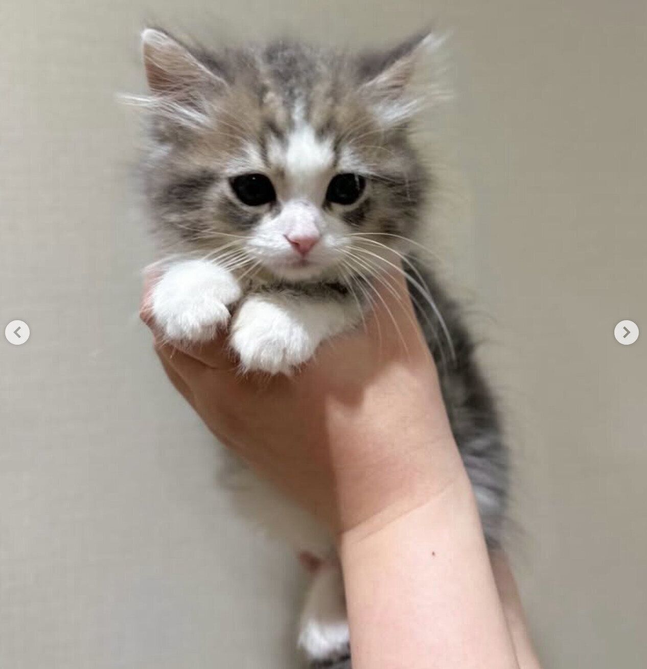 お迎えしたばかりのころの霖くん