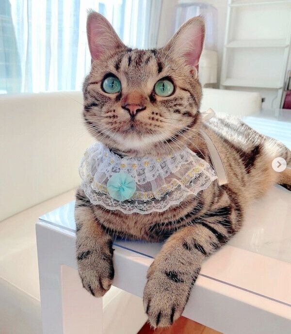 くつろぐここあくん