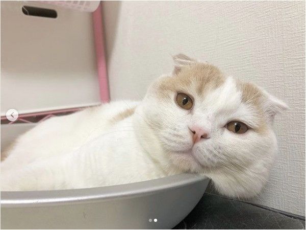 おもちニャンズ