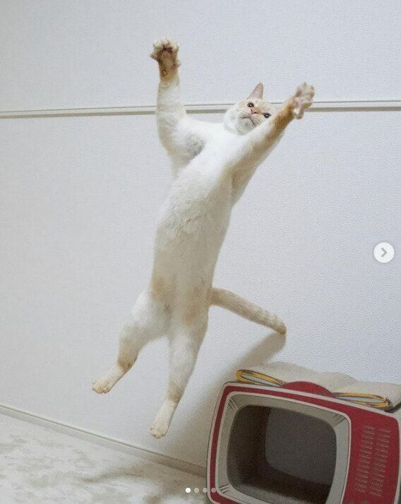 ジャンプするテンくん