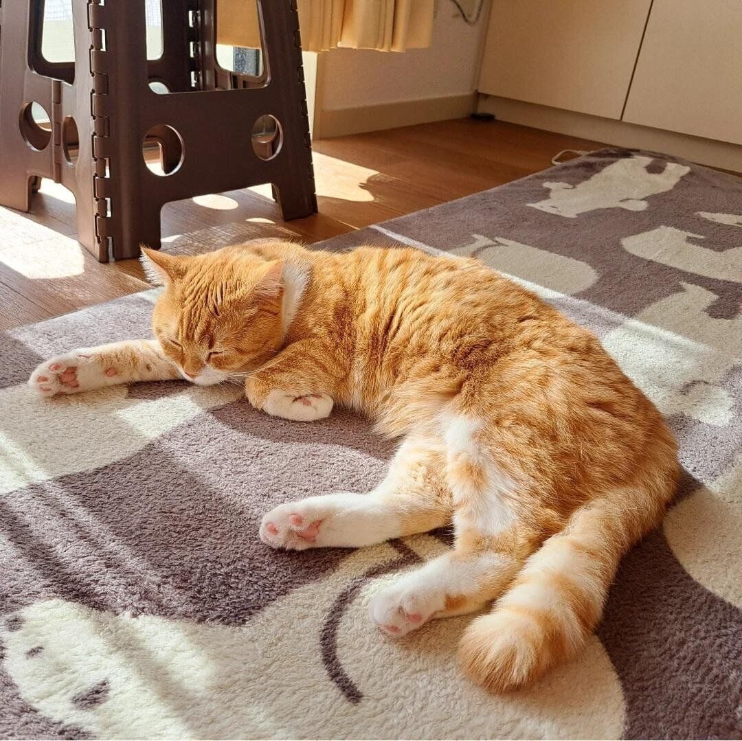 床で寝ているミヌエット