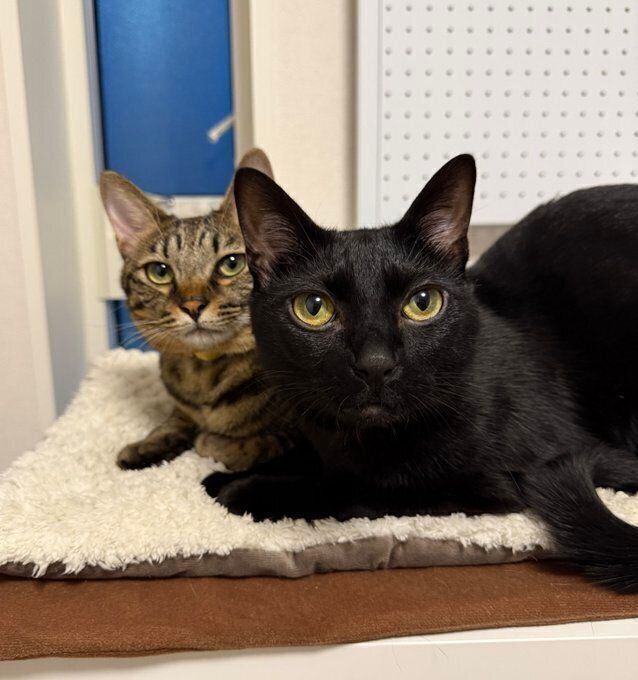 成長後も寄り添う2匹　仲よしな様子にほっこりする