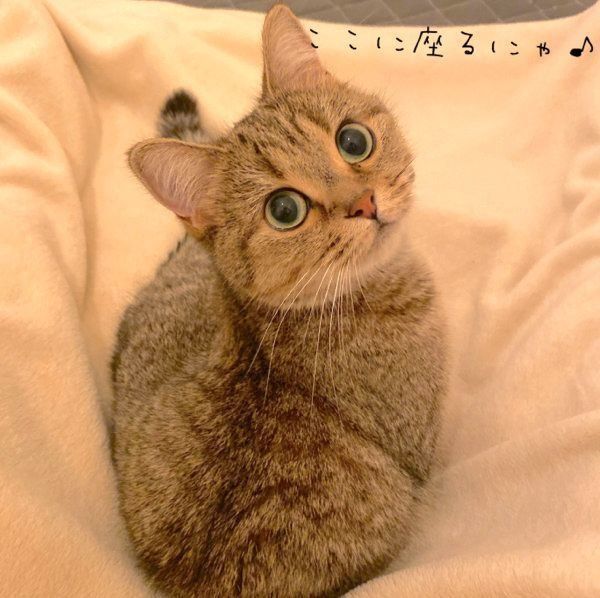 飼い主さんをあたためにやってくるきなこちゃん