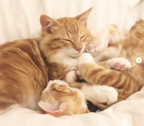 元保護猫・うりちゃんといくらちゃん