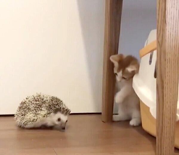 ハリネズミちゃんにビビるもち丸くん