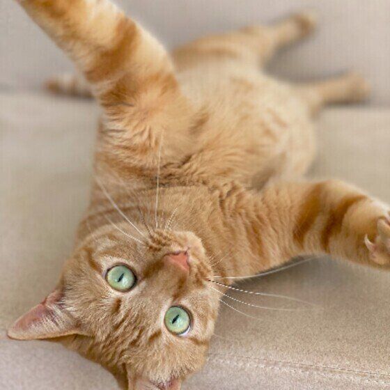 茶トラのももちゃん