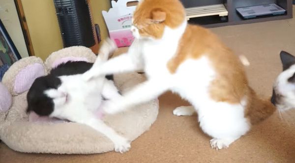 喧嘩する猫