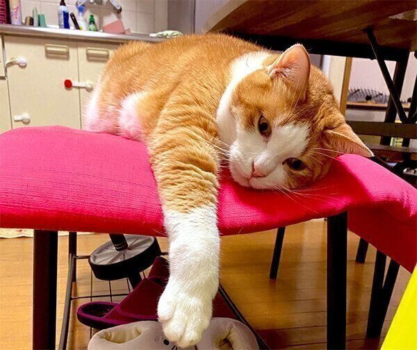 くつろぐふうたくん