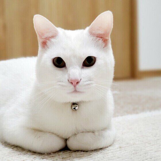 香箱座りするMix猫