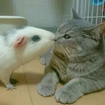 モルモットと猫