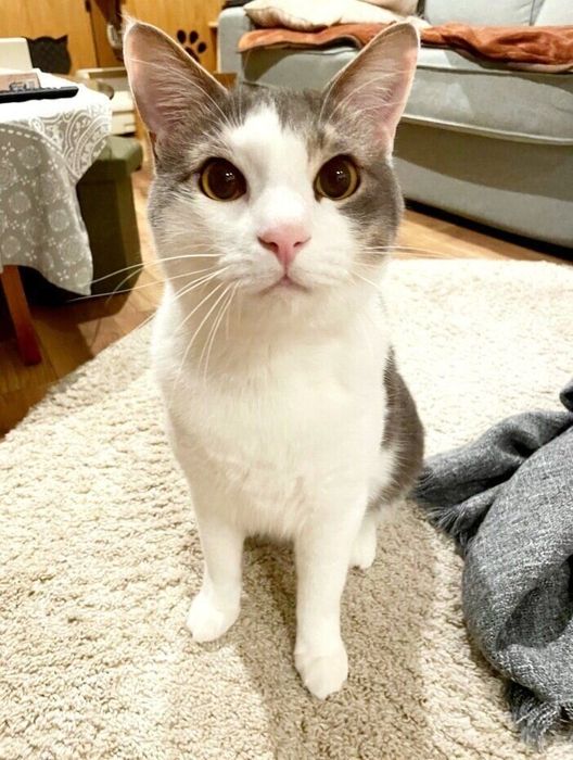飼い主さんを見つめるトトくん