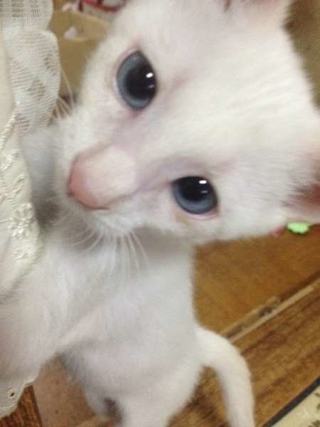 立ち上がるオリエンタルショートヘアの子猫