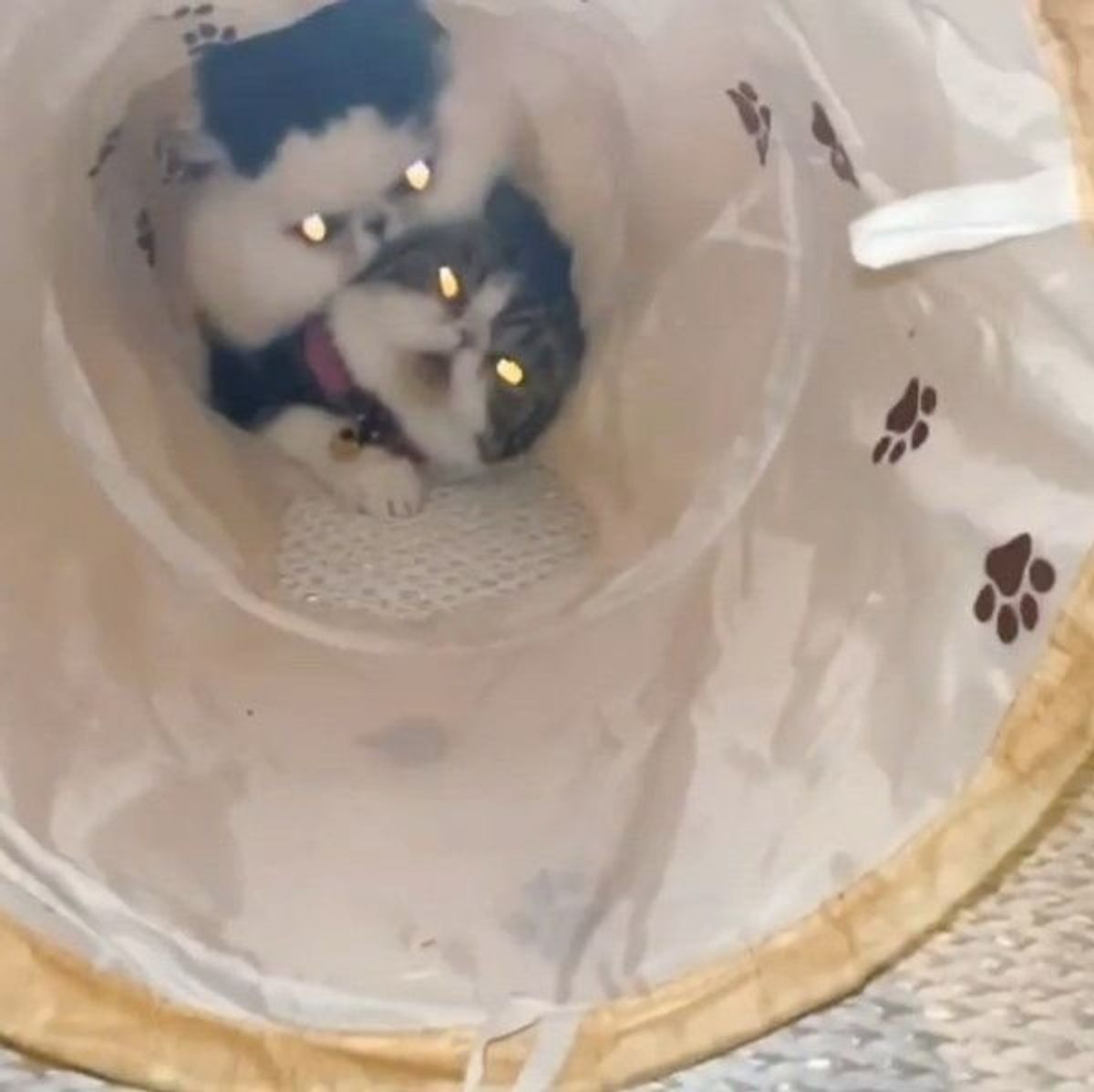 猫トンネルを覗いたら 思わぬ光景に 声出して笑った 狩られてる と反響 ねこのきもちweb Magazine 猫トンネルを覗いたら 思わぬ光景に 声出して笑った 狩られてる と反響 ねこのきもちweb Magazine