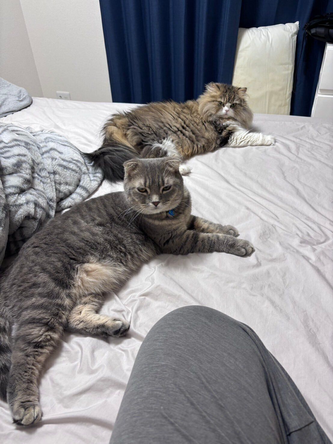 2匹のスコティッシュフォールド