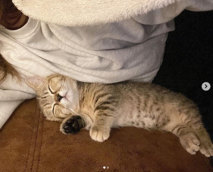 飼い主さんをを完全に信用しきっているあられちゃん