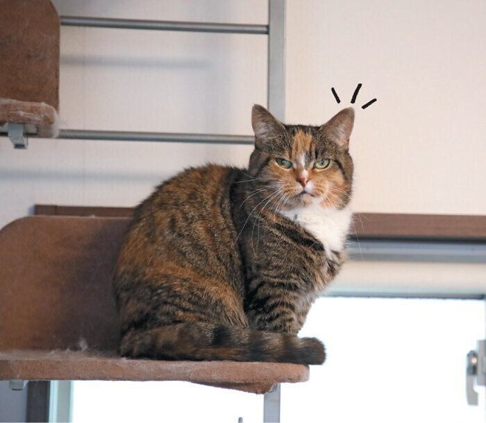 飼い主さんと目が合ったタイミングが◎