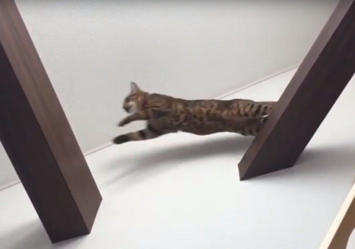 梁から梁へジャンプするびびちゃん