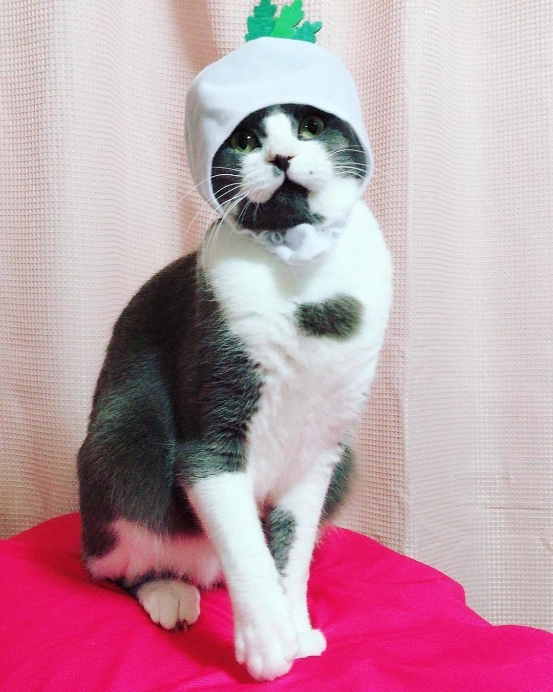 大根のかぶりものをする猫、マシュくん