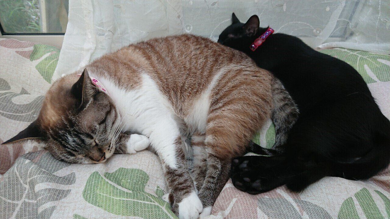 くっつくルージュちゃん、紅ちゃん