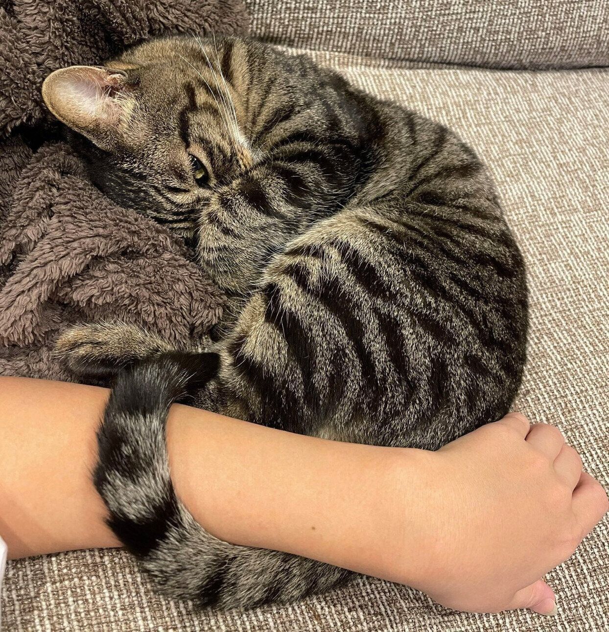 飼い主さんの腕にしっぽを巻きつける真良くん