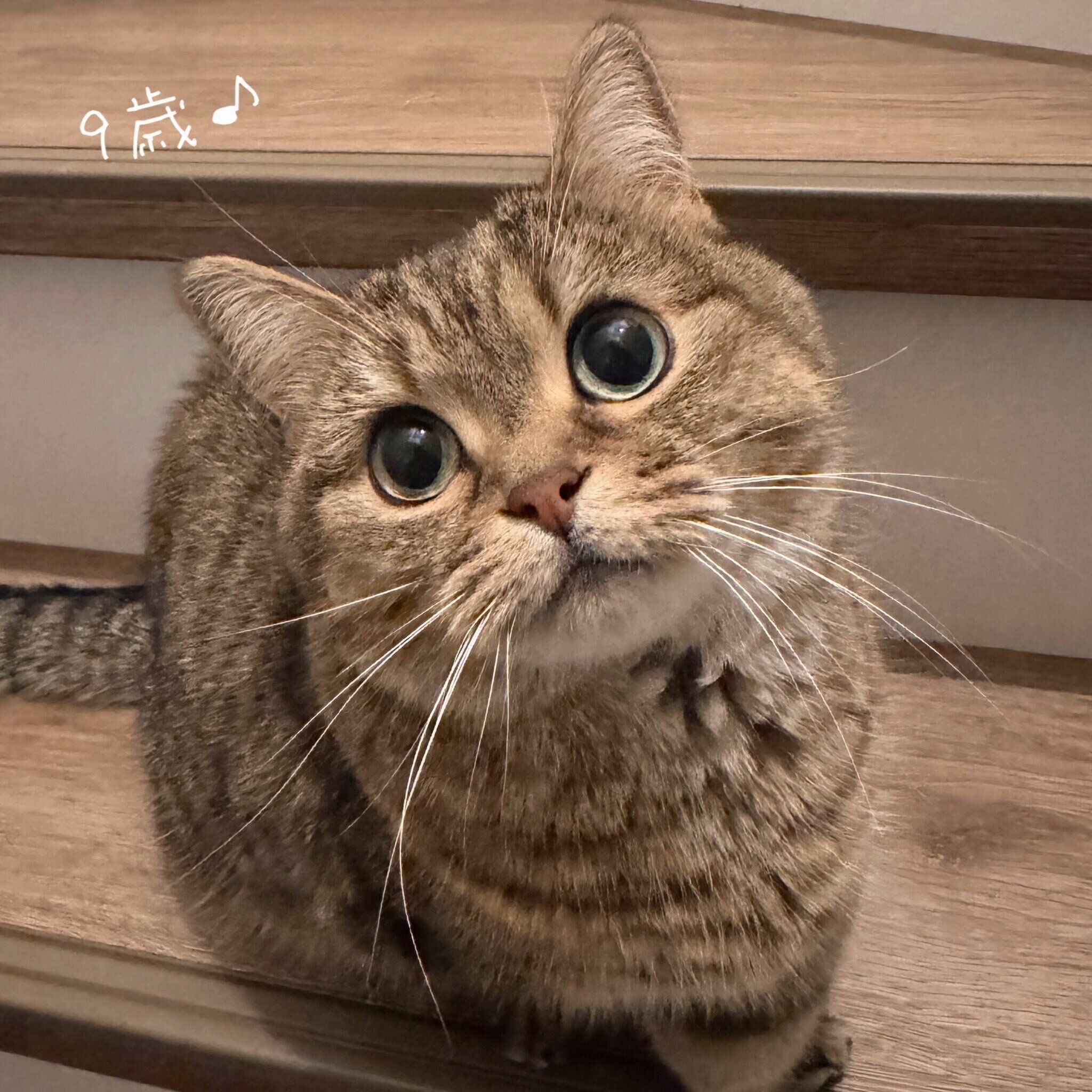 9才になったきなこちゃん