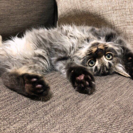 サイベリアン・虎ノ助くん