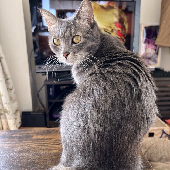 振り返るあずきちゃん（MIX）