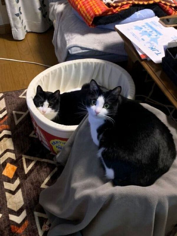 くつろぐもみじちゃん、同居猫・かえでちゃん